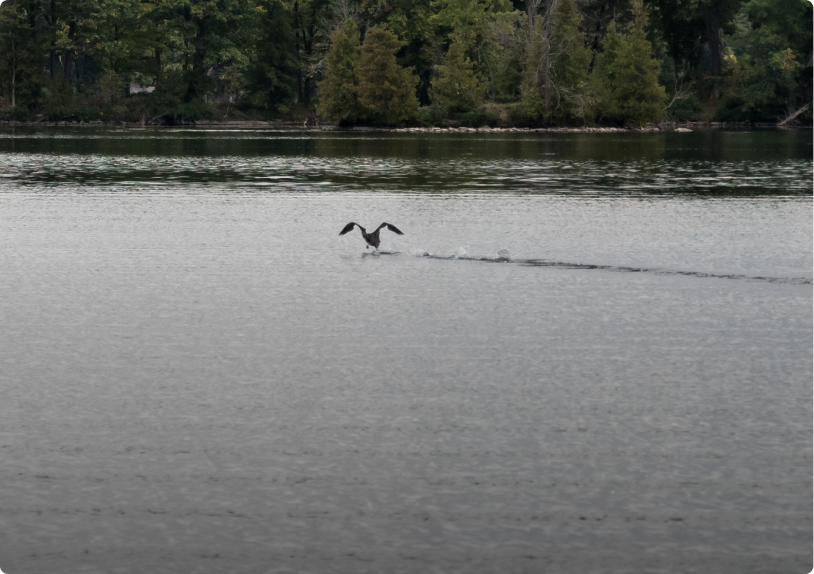 Experiencing the Ripple Effects of PSP’s Unprocessed Trauma